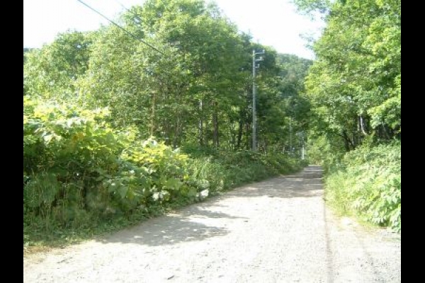 Niseko Village Woodland